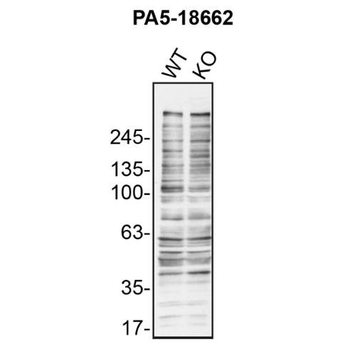 WB Image