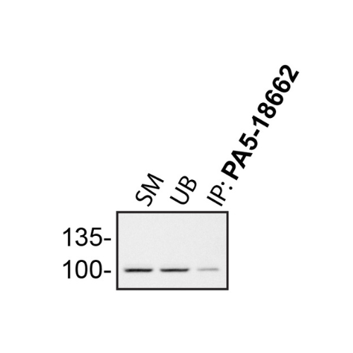 IP Image