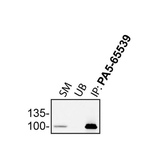 IP Image
