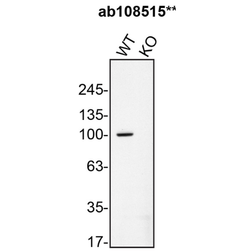 WB Image