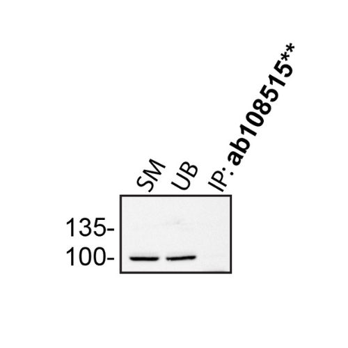 IP Image