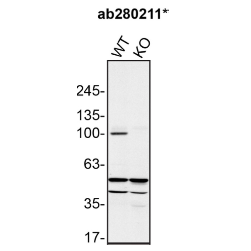 WB Image