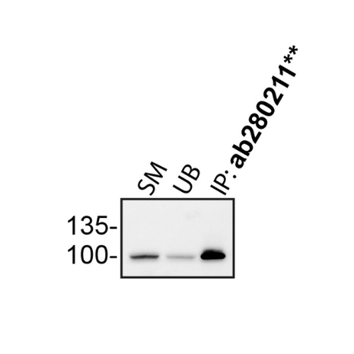 IP Image