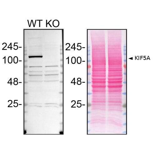 WB Image