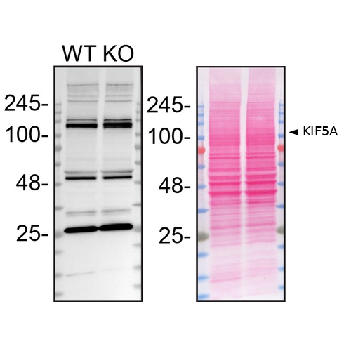 WB Image