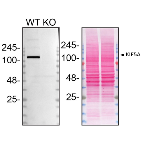WB Image