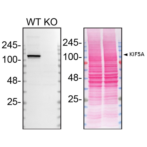WB Image