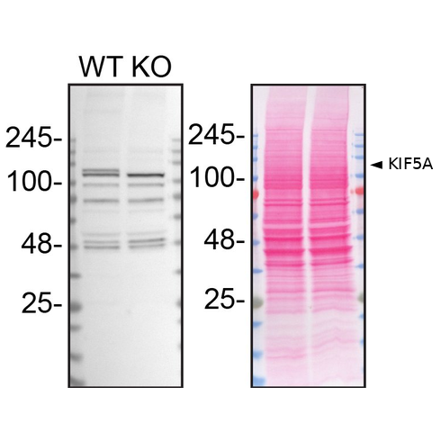 WB Image
