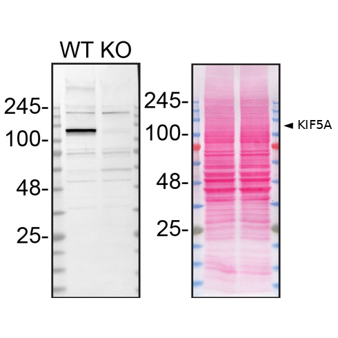 WB Image