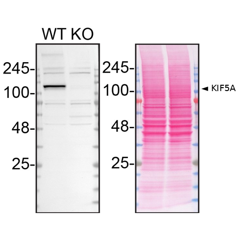 WB Image