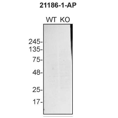 WB Image