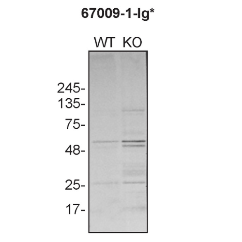 WB Image