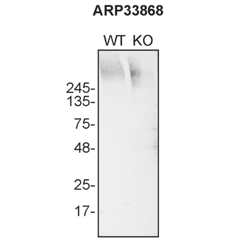WB Image