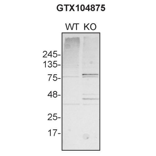 WB Image