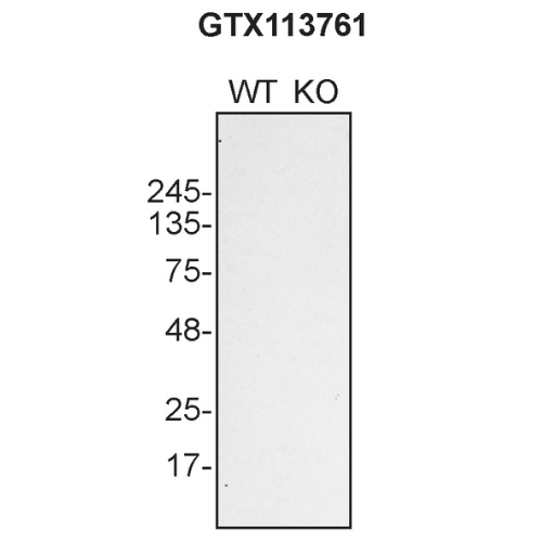 WB Image