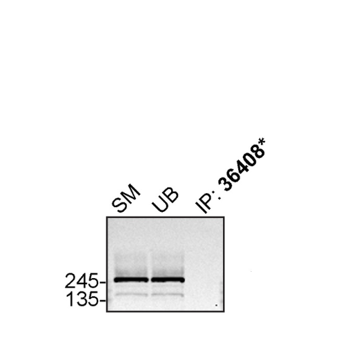 IP Image