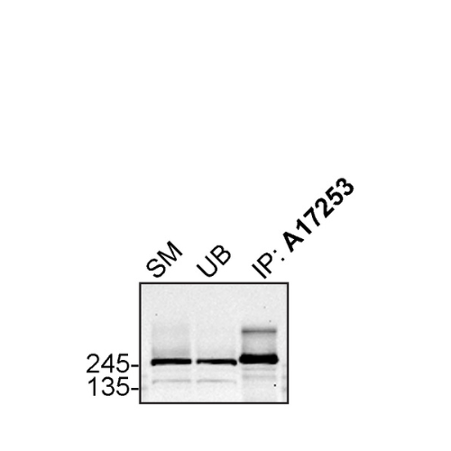 IP Image