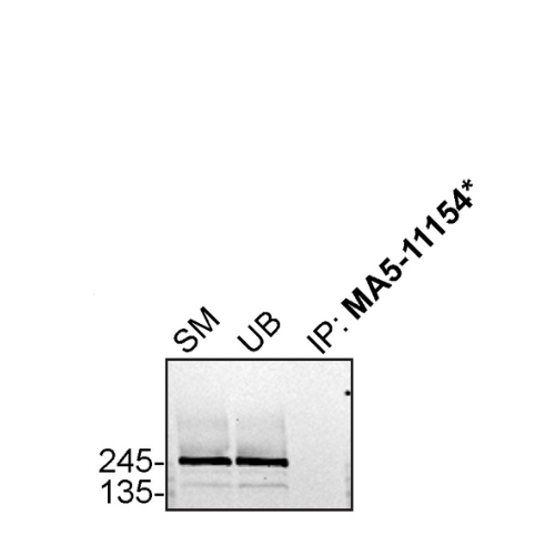 IP Image