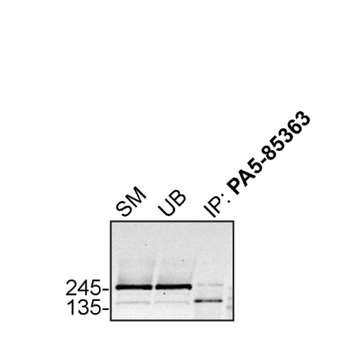 IP Image