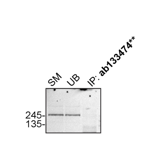 IP Image
