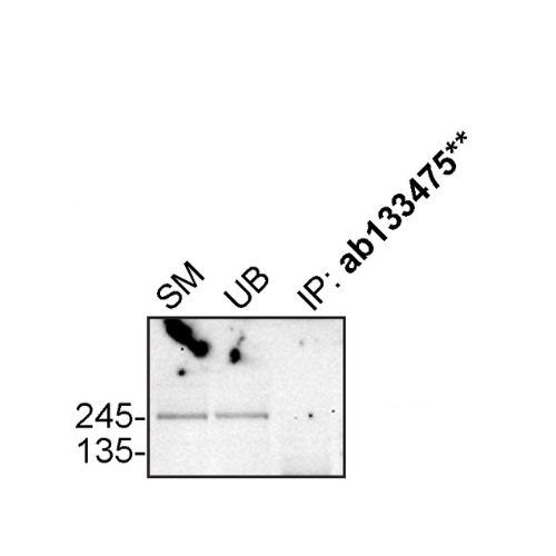 IP Image
