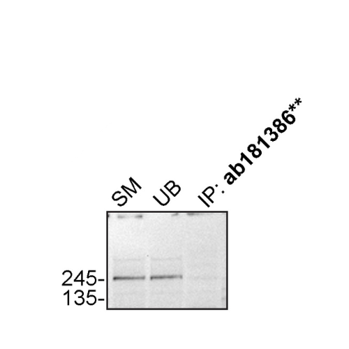 IP Image