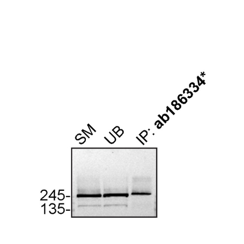 IP Image