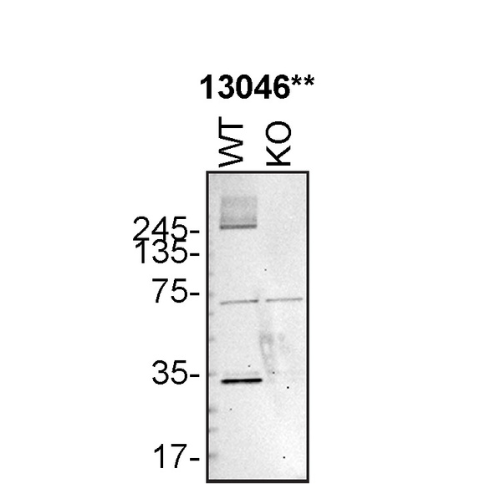 WB Image