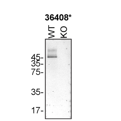 WB Image