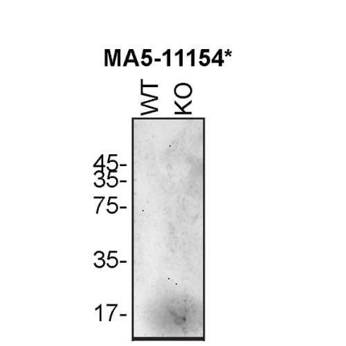 WB Image