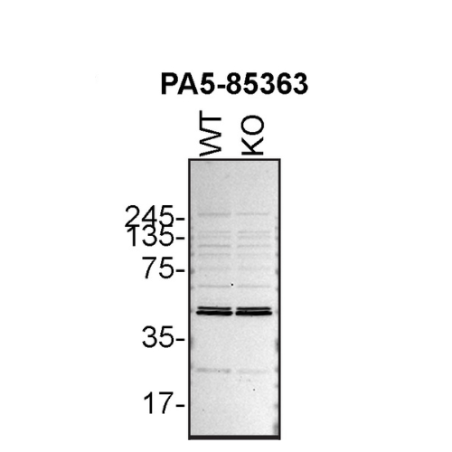 WB Image