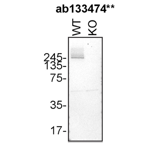 WB Image