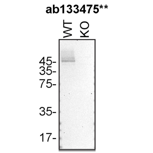 WB Image