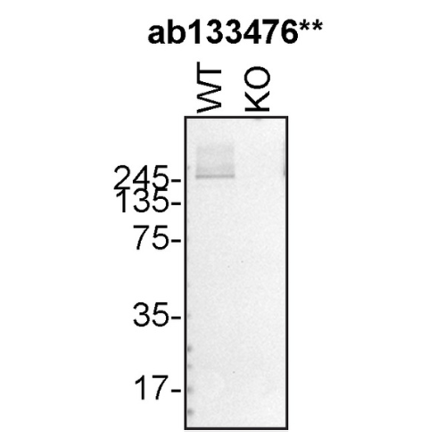 WB Image