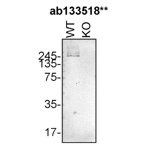 WB Image