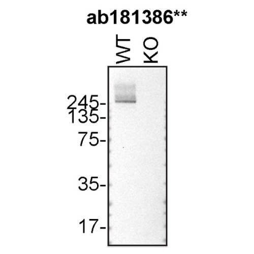 WB Image