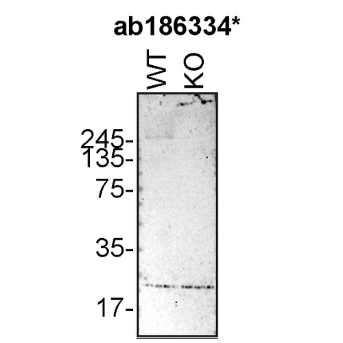 WB Image