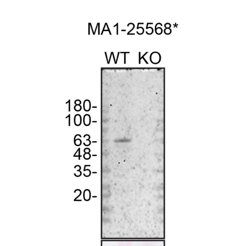 WB Image