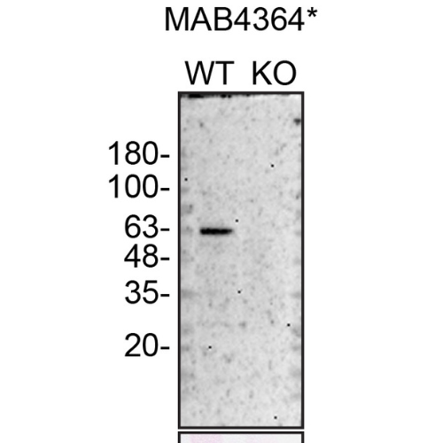 WB Image
