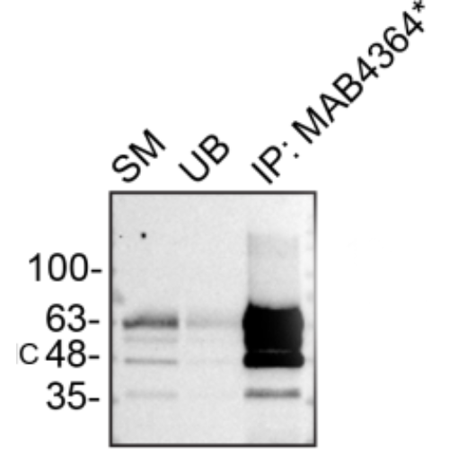 IP Image