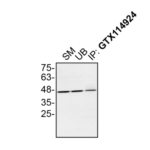 IP Image