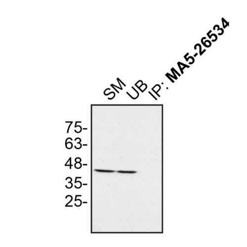 IP Image