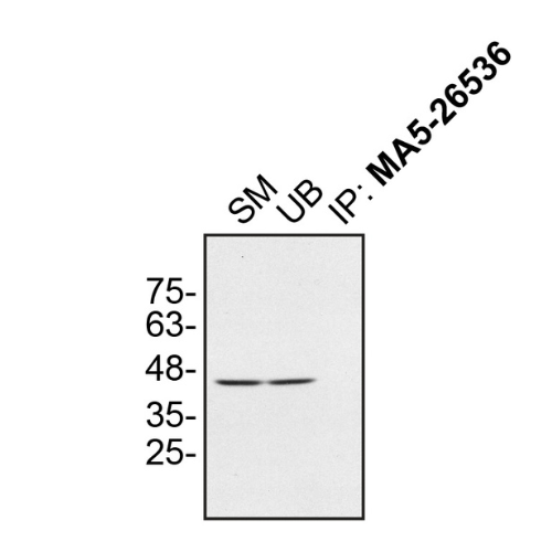 IP Image