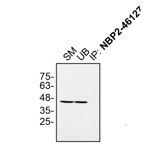 IP Image