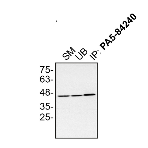 IP Image