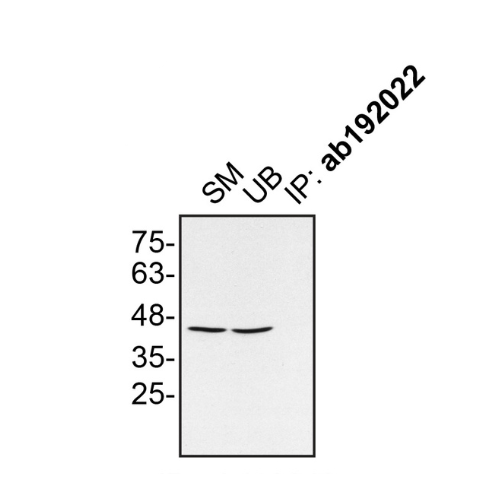 IP Image