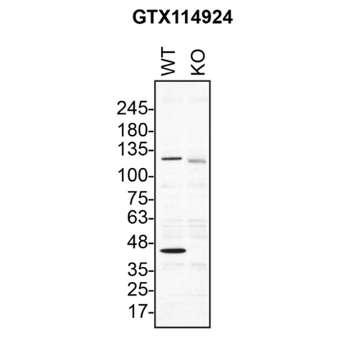 WB Image