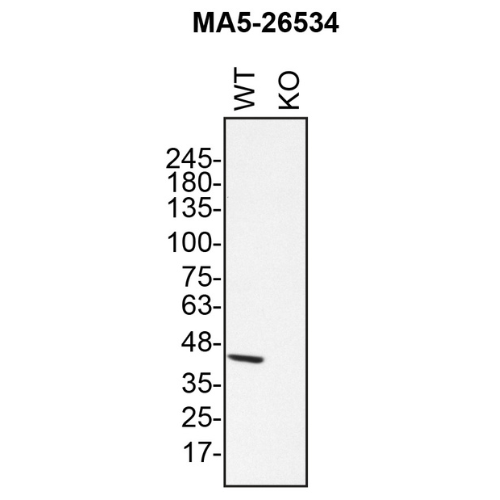 WB Image