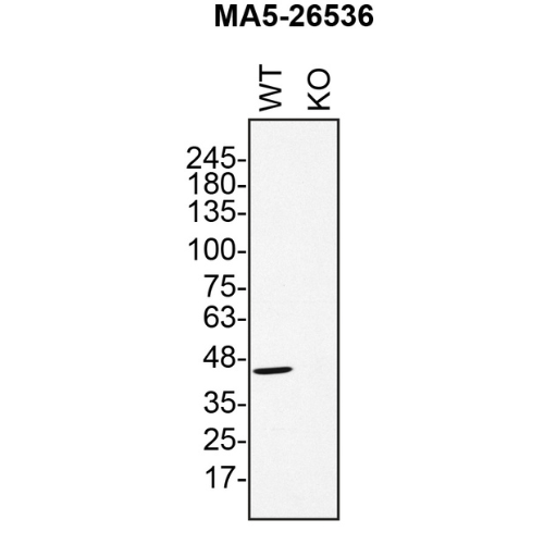 WB Image