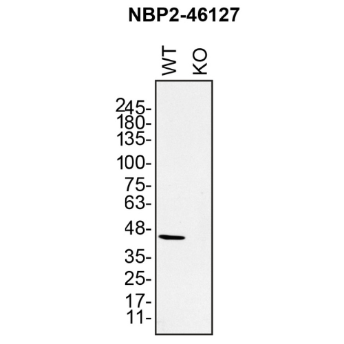 WB Image
